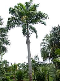 Image result for Roystonea oleracea