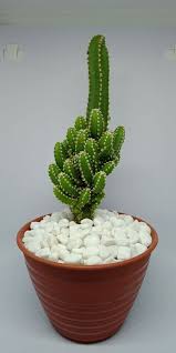 Kolektor kaktus dan sukulen itu semakin berhasrat untuk memiliki lantaran ukuran tanaman tergolong besar. Ig Themelocactus Garden Hadiahunik Hadiahulangtahun Hadiahwisuda Kaktus Di 2020 Sukulen Kaktus Hadiah Unik