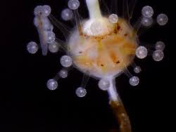 Image result for Sphaerocoryne gracilis