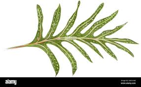 Image result for Microsorum scolopendria