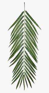 High quality premium images, psd mockups and . Aesthetic Palm Leaf Png Transparent Png Kindpng