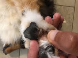 Cat paw injuries can also be caused by irritants, which in some cases results in more of a burn. Looks Like My Dog Has A Little Extra Pad On His Frontal Leg I Am Not Sure If It Healed From A Cut On His Carpal Pad Or It Is Petcoach