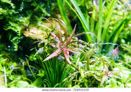 Image result for Rotala mexicana