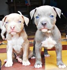 Baby Pits Want Them Now Baby Animals Pitbull Puppies Cute Puppies
