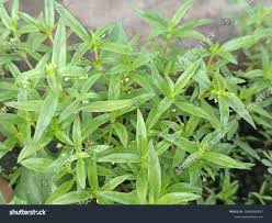 Image result for Oldenlandia