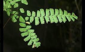 Image result for Adiantum patens