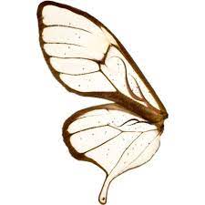 Wing Transparent Wings Art Art Inspiration