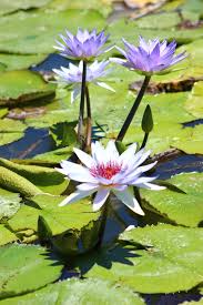 Image result for Nymphaeaceae