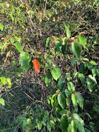 Image result for Croton dichogamus