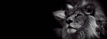 1080p Black And White Lion Wallpaper Hd Facebook Cover Photos With Best Photo Size And Dimensions Black And White Lion Lion Wallpaper Cover Photos