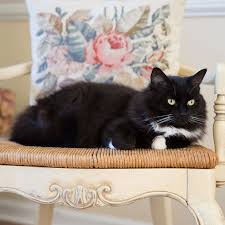 Short haired cat breeds are some of the most popular felines in the world of cat fancy. Tuxedo Cat Breed Profile