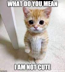 Am I Cute Imgflip
