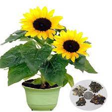 Selain menanam pada lahan atau kebun yang luas, anda juga bisa membudidayakan bunga matahari dalam skala besar hanya dengan media pot. Mewarnai Bunga Matahari Di Pot