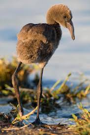 Image result for lesser flamingo