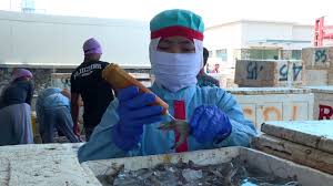 Lowongan kerja pt haleyora powerindo (pln group) terbaru 2021. Pabrik Pengolahan Udang Dari Mentah Hingga Siap Santap Laptop Si Unyil 21 02 19 Part 1