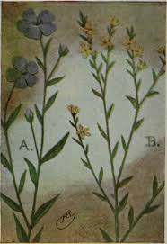 Image result for Linaceae