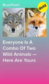 Everyone Is A Combo Of Two Wild Animals Here Are Yours Dog Quizzes Quizzes Funny Personality Quizzes For Kids
