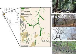 Image result for Pilostyles aethiopica