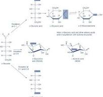Gluconolactone - an overview | ScienceDirect Topics