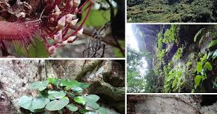 Image result for Cincinnobotrys