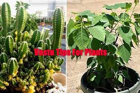 Good luck plants as per fengshui by jyoti arora. Vastu Tips For Plants List Of Plants You Should Never Keep Inside The House