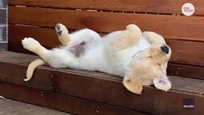 Golden Retriever Puppy Struggles To Get Comfy During Afternoon Nap