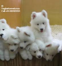 So how much should you expect to pay to buy and raise a happy healthy calculating the cost for a german shepherd puppy. Long Coat White German Shepherd Dog Kennel India Puppies For Sale Dogs For Sale Dog Breeders Dog Kennel Kitten For Sale Cat For Sale