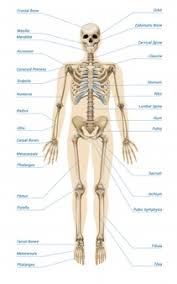 The cell is the structural and the functional unit with which the human body is built. Human Skeletal Images Free Vectors Stock Photos Psd