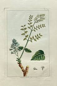 Image result for Guilandina bonduc