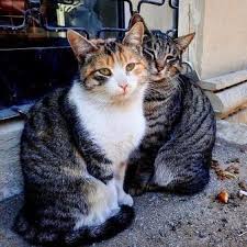 Yeni Kedi Sahiplendim Diyenler Icin Tuyolar Kedi Kopek Kedi Evi