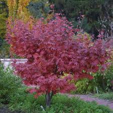 Insbesondere hervorzuheben sind jedoch die meist sehr farbenfrohen. Japanischer Ahorn Acer Palmatum Osakazuki