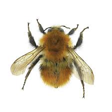 Image result for Bombus pascuorum