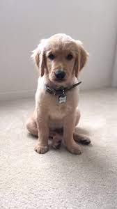 Handsome 4 Month Old Golden Retriever Golden Retriever Old Golden Retriever Retriever