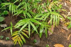 Image result for Aframomum mala