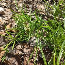 Image result for Rauvolfia nana