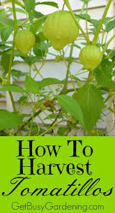When And How To Harvest Tomatillos Growing Tomatillos Tomatillo Plant Growing Vegetables