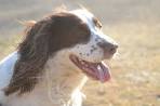 English Springer Spaniel Dog Breed Profile | Petfinder