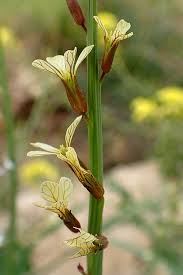 Image result for Carrichtera annua