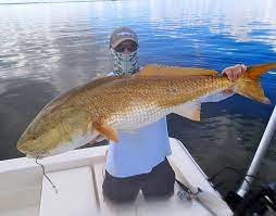 The Redfish Are Howling Red Fish Saltwater Fishing Fish