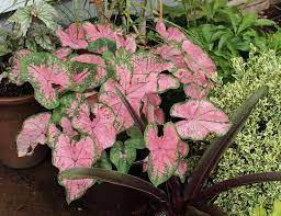 Maybe you would like to learn more about one of these? Caladiums Sorta Like Suburbia
