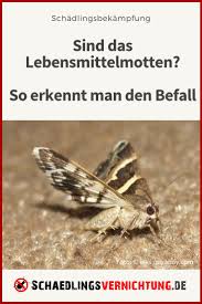 Wie Erkennt Man Einen Befall Von Lebensmittelmotten Lebensmittelmotten Kleidermotten Schadlinge