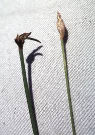Image result for Eleocharis retroflexa
