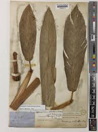 Image result for Aframomum alboviolaceum