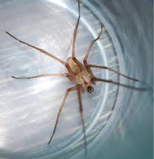The southern house spider is a species of large spider in the family filistatidae. Please Help Must Know If This Species Of Spider Is Venomous For The Saftey Of Myself And Animals Kukulcania Bugguide Net