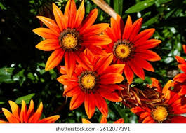 Image result for Gazania krebsiana