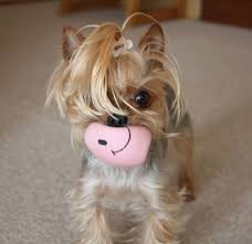 Here She Is Playing With Her Mother Cutest Paw Yorkie Yorkie Puppy Cute Dogs