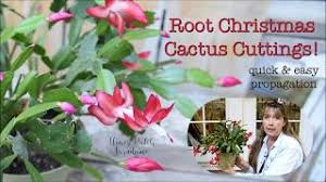 What you'll need to root a christmas cactus cutting and care for it afterward. How To Root Your Christmas Cactus In Water Or Dirt Guide