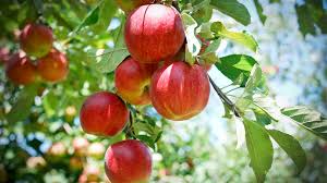 Buy iowa fruit trees, flowering trees, shade tree, bamboo plants, berry plants, grapevines and nut tree. Top 5 Apple Trees Sold Through The Arbor Day Tree Nursery Arbor Day Blog