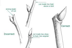 Continue reading about pruning bonsai trees. Trimming Back A Twig Bonsai Pruning Bonsai Tree Ficus Ginseng Bonsai