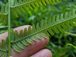 Image result for Christella dentata